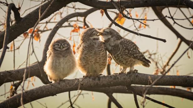 Wildlife Comedy Awards 2024: Sarthak Ranganadhan "Smooching Owlets"