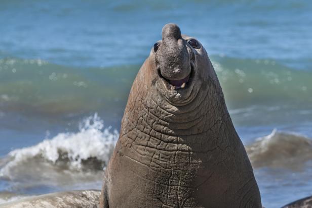 Wildlife Comedy Awards 2024: Gabriel Rojo "Smiling Elephant Seal"