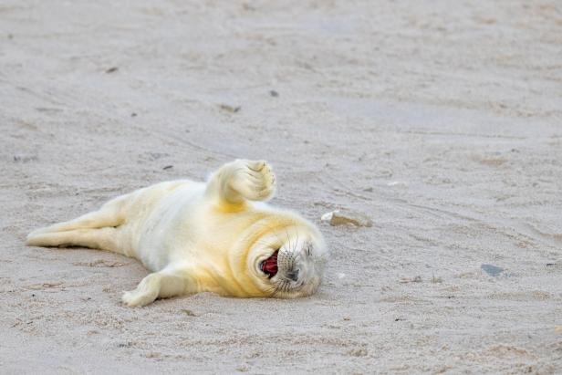 Wildlife Comedy Awards 2024: Ingo Hamann "Laughing Out Loud"