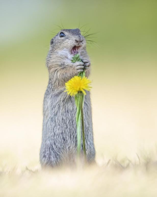 Wildlife Comedy Awards 2024: Kath Aggiss "Song of the Zeisel"