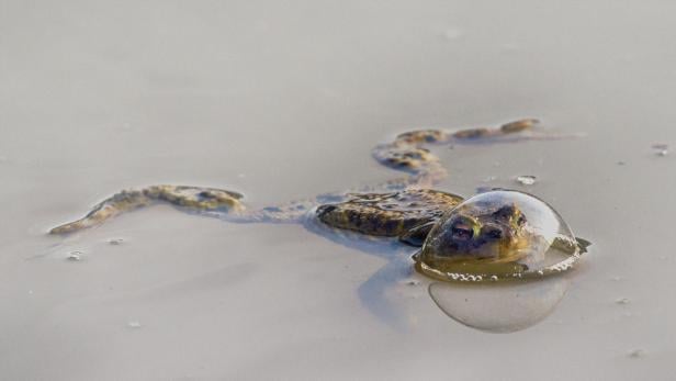 Wildlife Comedy Awards 2024: Eberhard Ehmke "Frog in a Balloon"