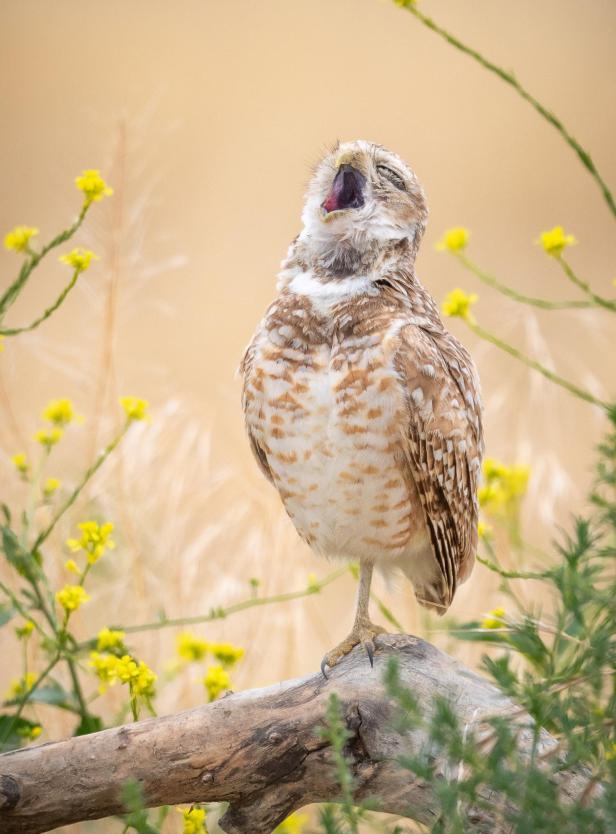 Wildlife Comedy Awards 2024: Fred Amico "The Pavarotti of Owls"