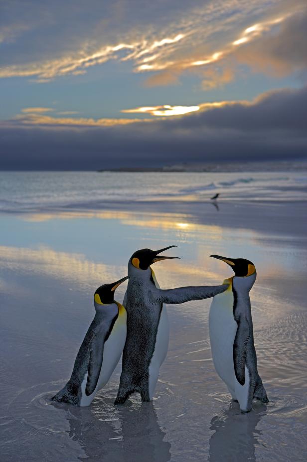 Wildlife Comedy Awards 2024: Andy Rouse "Alright Mate, Back Off This Is My Bird"