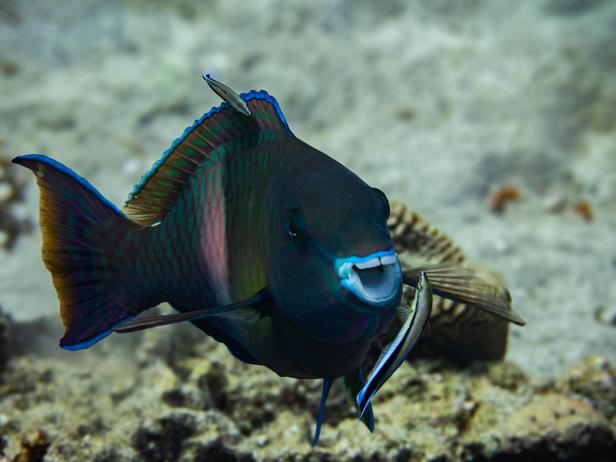 Wildlife Comedy Awards 2024: Wim Bellemans "Parrotfish Loves to be Washed"