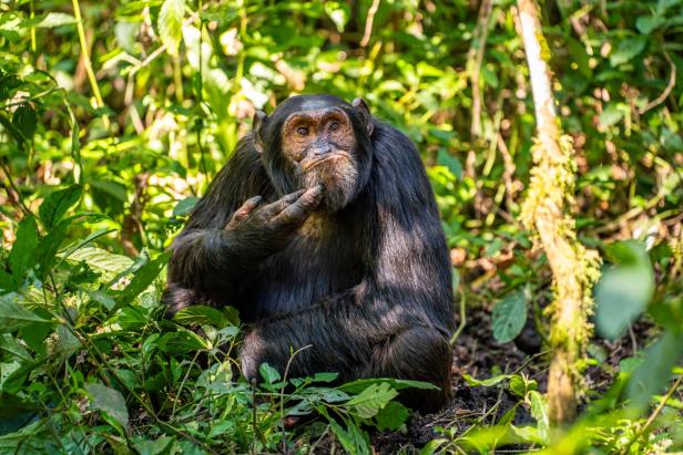 Wildlife Comedy Awards 2024: Arvind Mohandas "The Contemplative Chimpanzee"