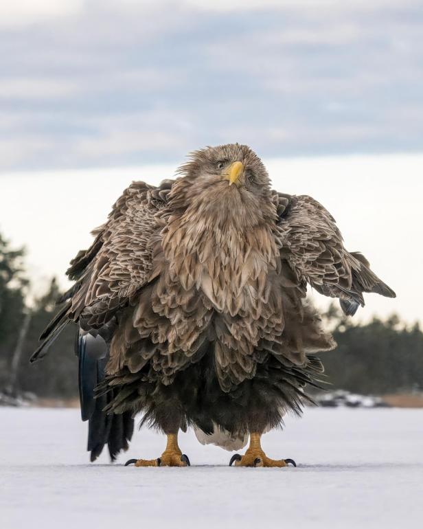 Wildlife Comedy Awards 2024: Tapani Linnanmäki "Shake Ruffle Rattle and Roll"