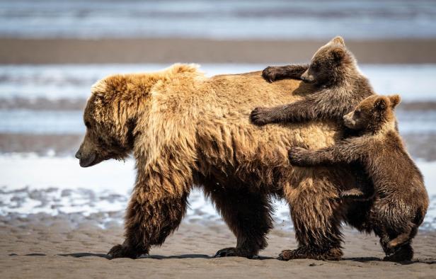 Wildlife Comedy Awards 2024: Alexander Fine "Holding On For a Ride"