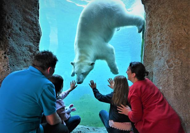 Ein Eisbär schwimmt hinter einer Glasscheibe, vor der eine Familie sitzt und ihn bestaunt.