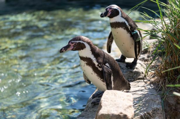 Zwei Pinguine an einer Wasserstelle. 