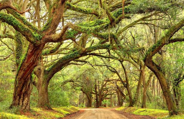 Riesige Eichen, die mit spanischen Moos bedeckt sind, säumen eine Straße im Tiefland von South Carolina auf Edisto Island in der Nähe von Charleston.  