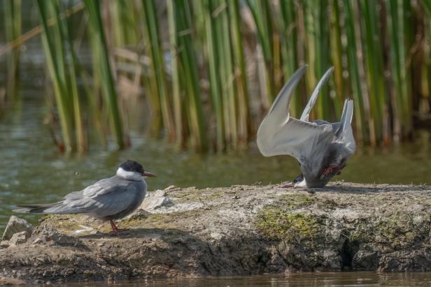 Wildlife Comedy Awards 2024: Damyan Petkov "Whiskered Tern crash on landing"