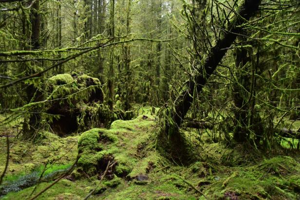 Dunkler Wald in Nordirland mit viel Moos