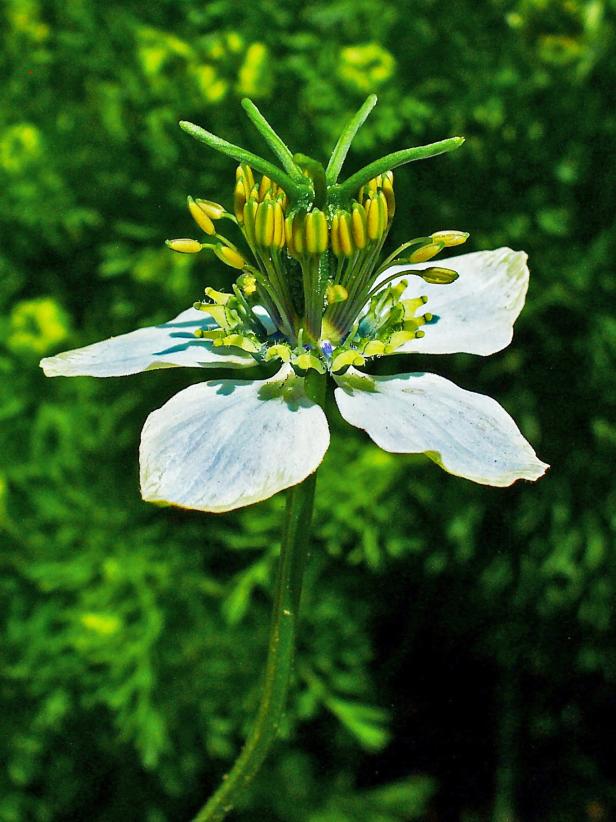 Schwarzkümmel (Nigella sativa) in voller Blüte