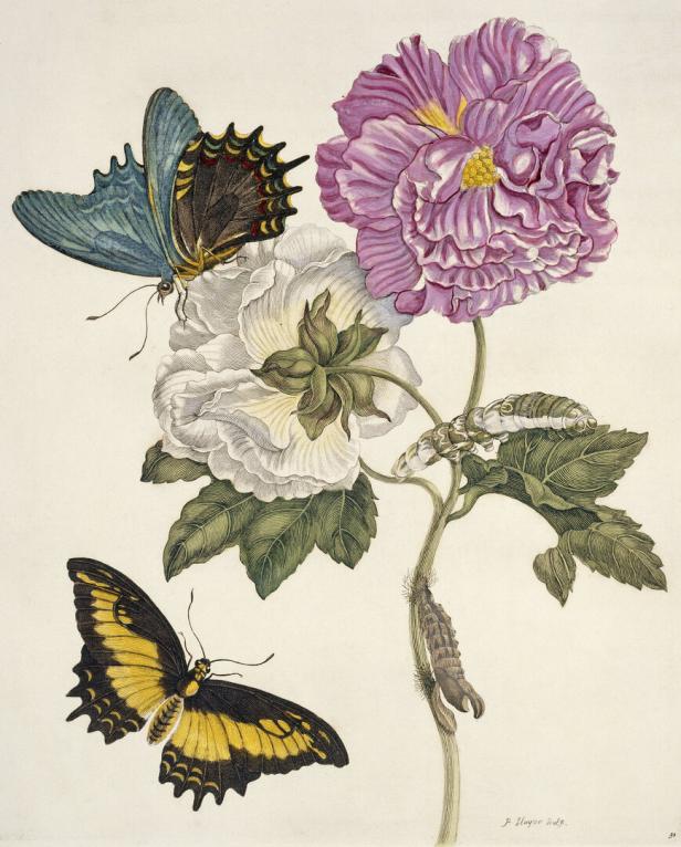 Insects of Surinam Schmetterling (1726)