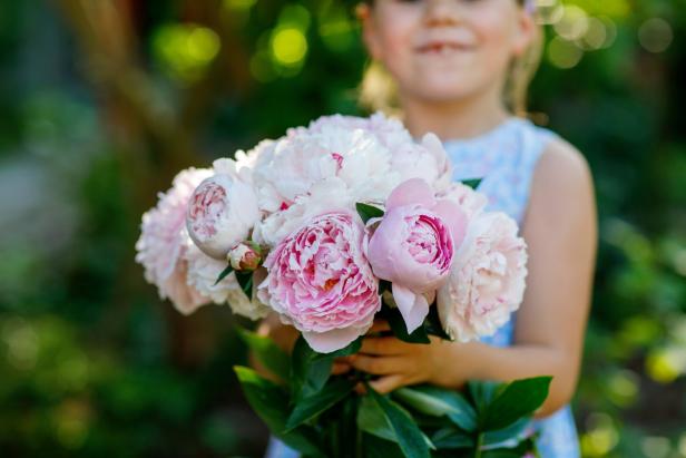Cute adorable little preschool girl with huge bouquet of blossoming pink peony flowers. Portrait of smiling preschool child in domestic garden on warm spring or summer day. Summertime. Cute adorable little preschool girl with huge bouquet of blossoming pink peony flowers. Portrait of smiling preschool child in domestic garden on warm spring or summer day. Summertime.