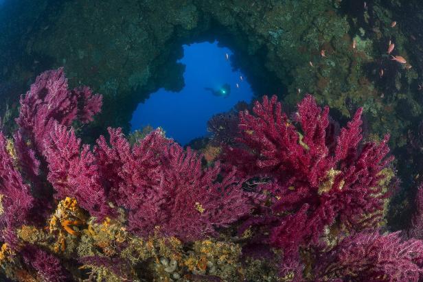 Korallen vor einer Felshöhe im Wasser - im Hintergrund schwimmt ein Taucher