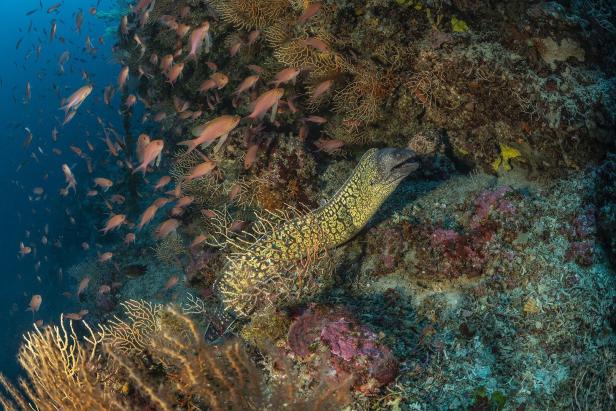 Eine Muräne kauert sich an einen Felsen, rundherum schwimmen viele bunte Fische