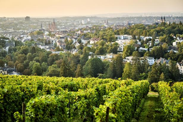 Weinberge vor einer Stadt 
