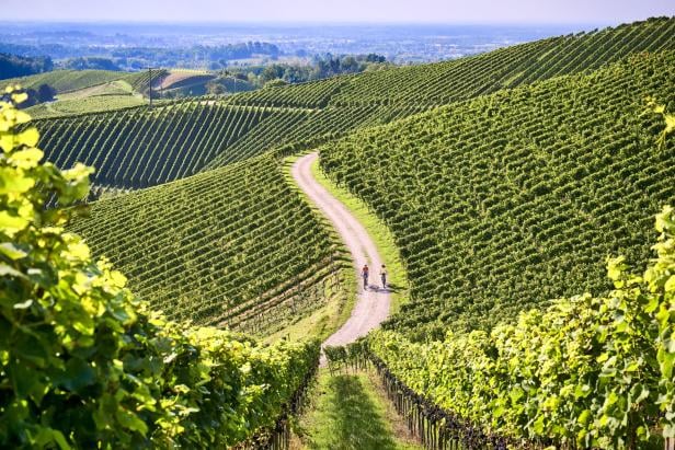 Zwei Radfahrer auf einem Radweg, der durch malerische Weinberge führt.