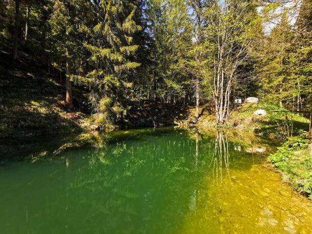 Ein kleiner, von Bäumen umgebener See mit grünem Wasser.