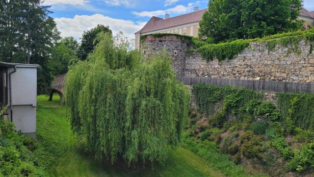 Eine Weide vor einer ehemaligen Burgmauer. 
