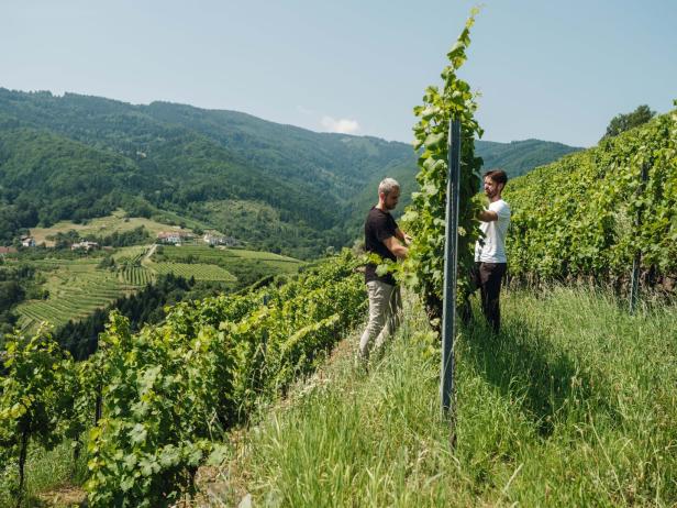 Zwei Winzer stehen an der Steillage und arbeiten an ihren Reben.