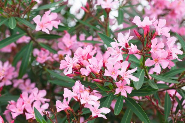 Nerium oleander Nerium oleander