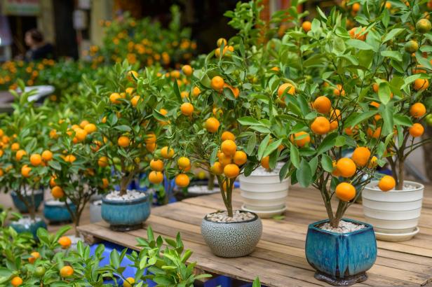 Green orange trees with ripe fruits growing in ceramic pots placed in rows on wooden table in daylight Green orange trees with ripe fruits growing in ceramic pots placed in rows on wooden table in daylight
