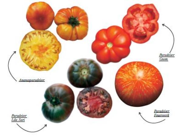 Tomatenauswahl 