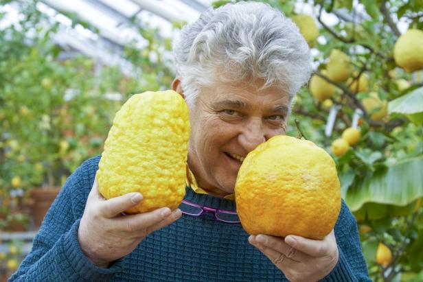 Der Gärtner hält zwei Zitronen in der Hand, die größer sind, als Grapefruits.