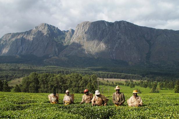Den Lebensunterhalt zu verdienen ist harte Arbeit. Neben Tabak wird auch Tee (o.) angebaut. Im Hintergrund der Mount Mulanje 46-213626735