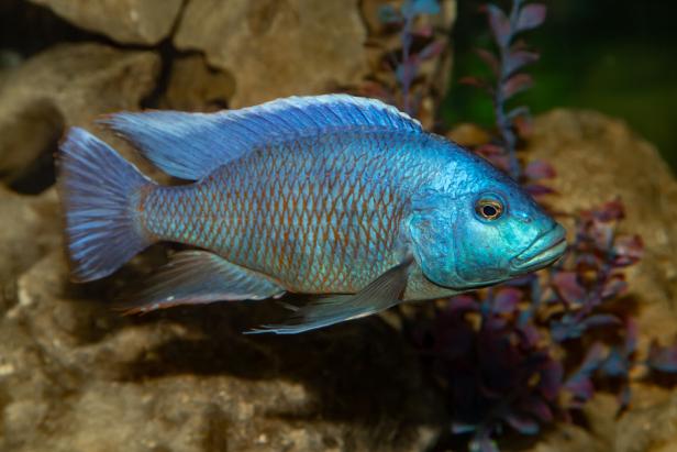 Aulonocara cichlid red-shouldered peacock. Aulonocara Hansbaenschi.