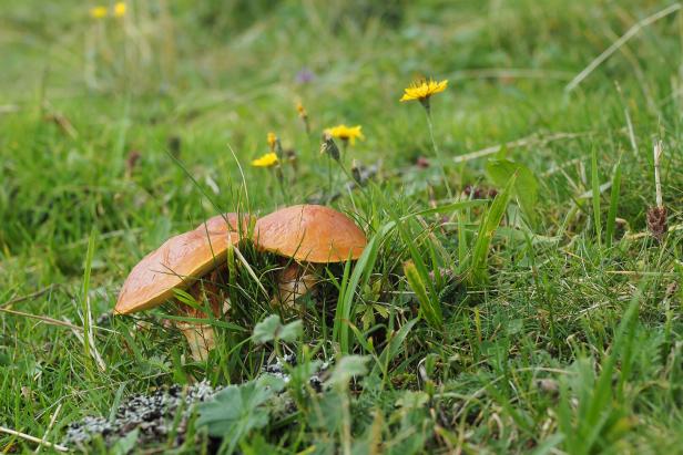 Gold-Röhrling, Suillus grevillei Gold-Röhrling, Suillus grevillei