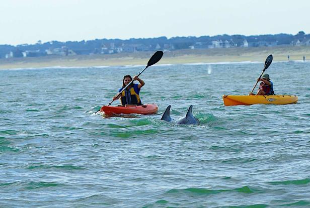 Zwei Personen paddeln in Kajaks auf dem Meer, während Delfine in der Nähe schwimmen.