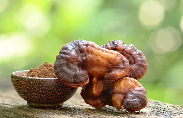 Reishi or lingzhi mushroom and powder on nature background. Beautiful
