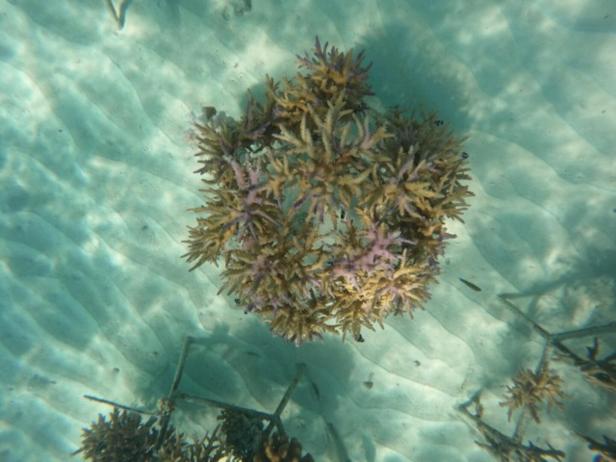 Der fertige "Korallenkorb" im Wasser.