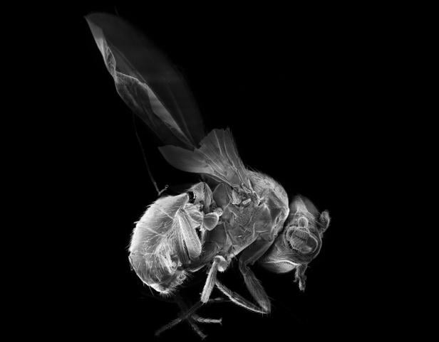 Drosophila melanogaster