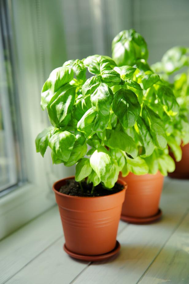Fresh basil plant in a pot on  background. Fresh organic basil leaves. Spices. Vegan. Home gardening on kitchen. Home planting and food growing. basil plant Copy space.