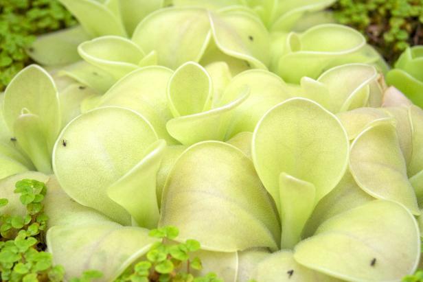 butterworts, Pinguicula cultivar