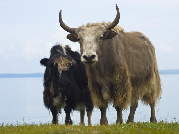 Zwei Yaks in der Mongolei