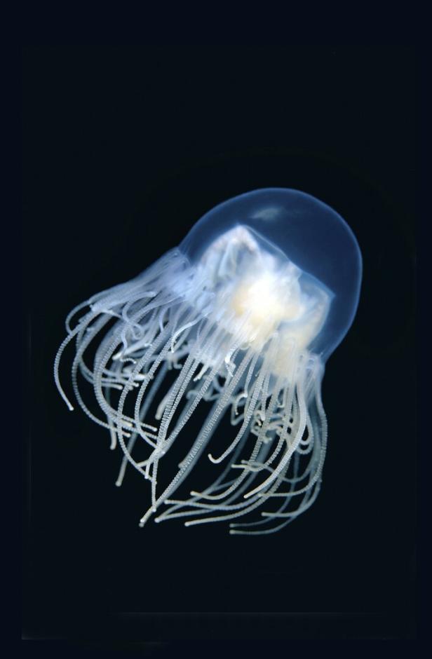 Eine Klammerqualle (Conionemus vertens) schwimmend vor schwarzem Hintergrund.