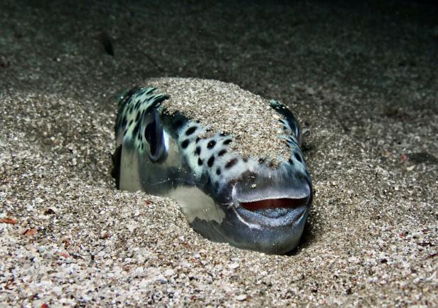 Close-up silver-cheeked toadfish Lagocephalus sceleratus on seafloor hidden in gravel in blackwater looking at camera in Mediterranean Sea Cyprus Close-up silver-cheeked toadfish Lagocephalus sceleratus on seafloor hidden in gravel in blackwater looking at camera in Mediterranean Sea Cyprus