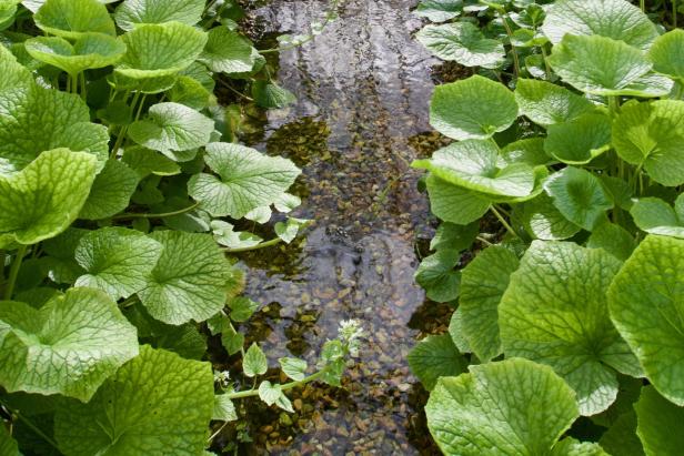 Wasabipflanzen im Wasserbeet