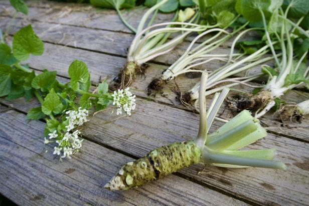 Wasabipflanze auf Holztische