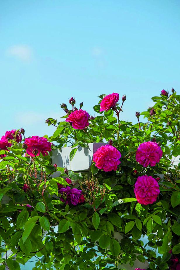 Üppige, pinkfarbene Rosen blühen an einem Rosenbogen vor blauem Himmel.