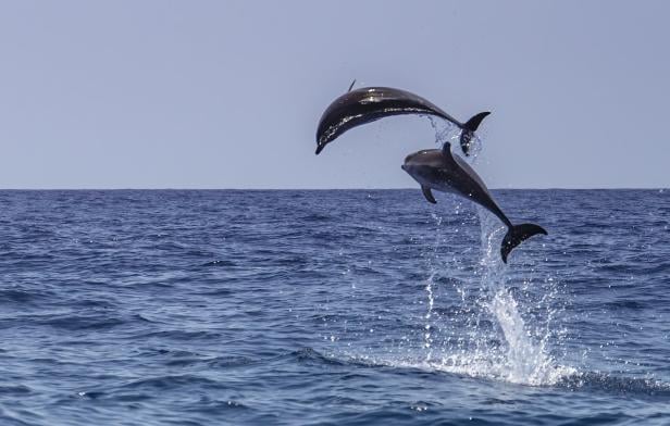 Atlantic spotted dolphin Atlantic spotted dolphin