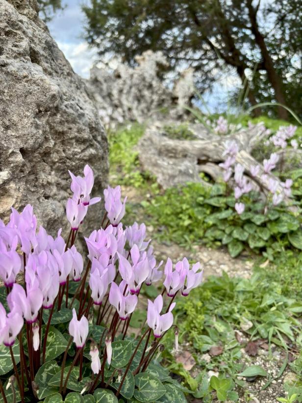 Nahaufnahme von wilden Orchideen