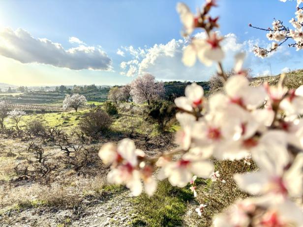 Nahaufnahme von Mandelblüte auf Zypern, Landschaft im Hintergrund