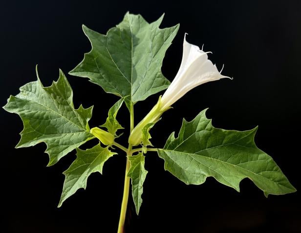 Stechapfel, Datura Stramonium Eine Stechapfelblüte in Nahaufnahme
