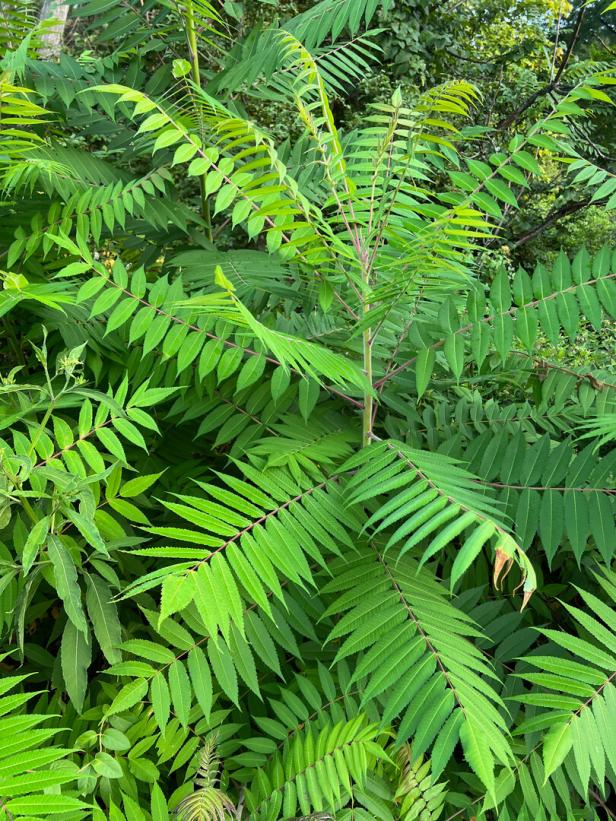 Tree of Heaven Tree. Ailanthus altissima Ein Götterbaum